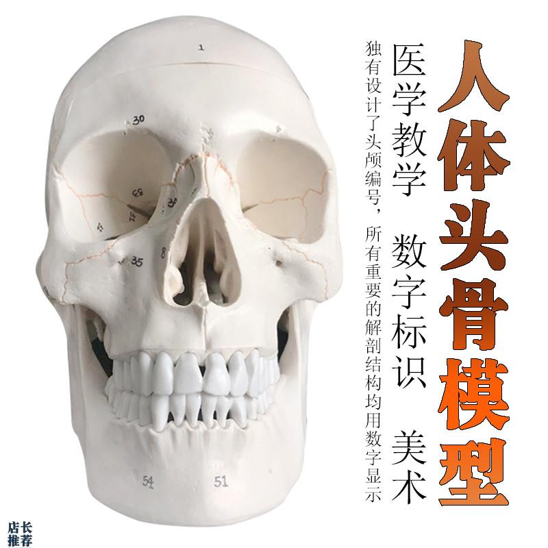 头骨骷髅人体骨骼脊柱模型摆件美术静物M绘画手办玩具骨骼模型