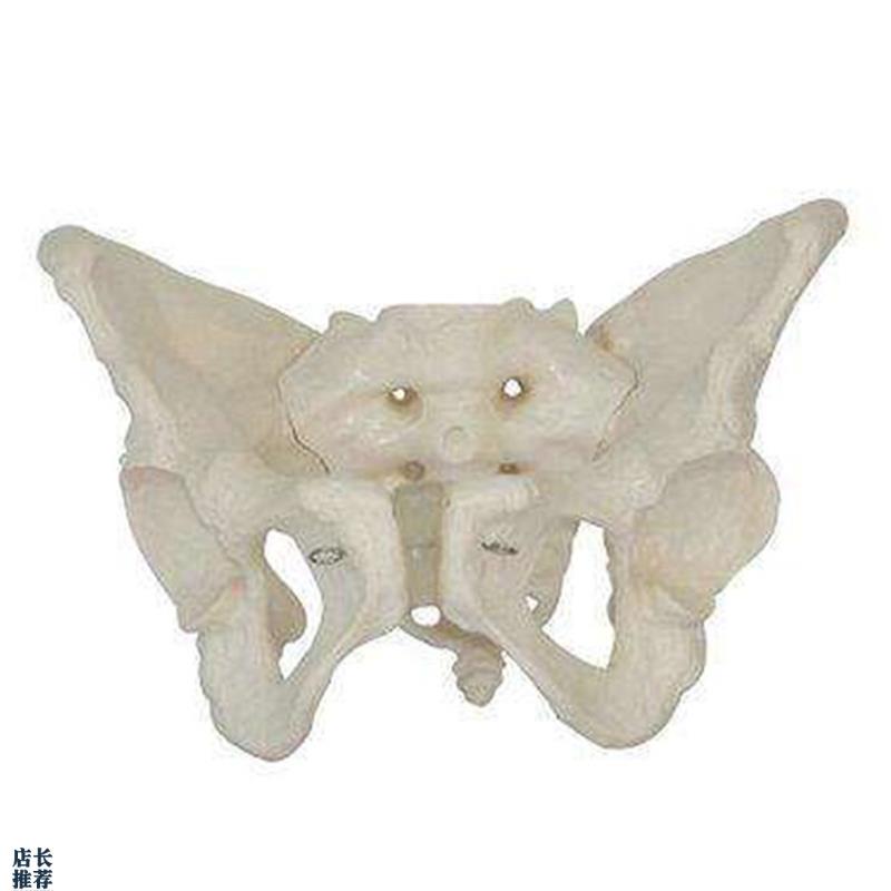 女性骨盆模型自然k大骨盆关节骶骨耻骨结构造妇产科展示教学医学