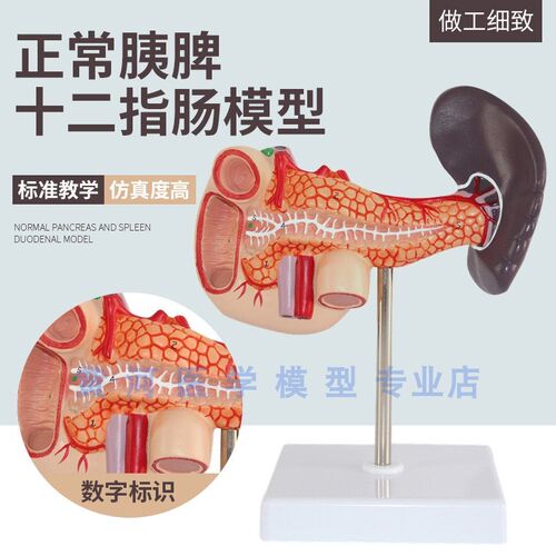教学仿真胰e脾肝胆十二指肠模型1:1自然大普通胰腺标本高仿真教具