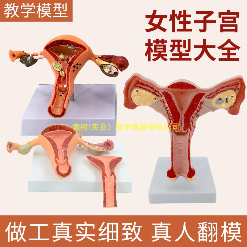子宫模型人体模型女性生殖子宫阴道D卵巢子宫教学模具病理变化子