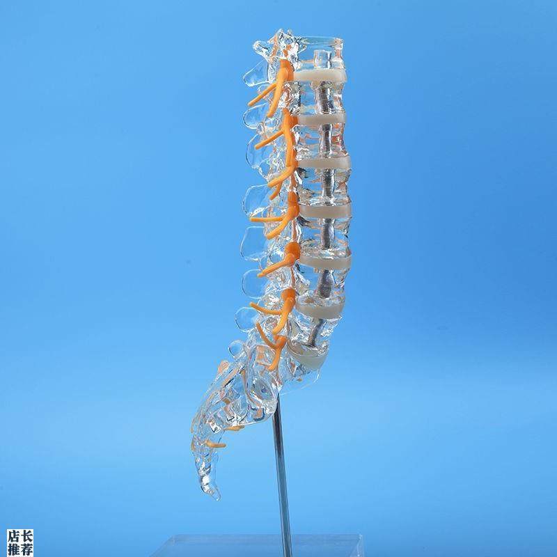 透明腰椎a带尾骨模型椎间盘脊神经骶骨尾椎骨脊椎脊柱骨科立体教