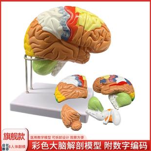 高级人体大脑分区血管解剖模型医学教学用可拆分S附脑动脉神经教