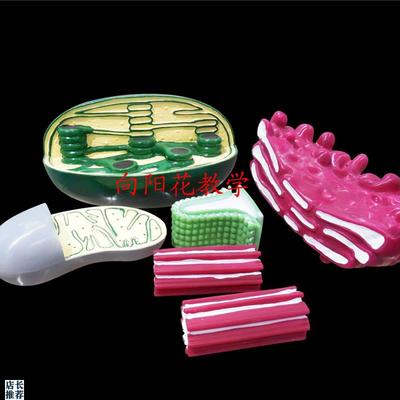 向阳花细胞器结构模型高中生物仪器L教学器材厂家直销包邮