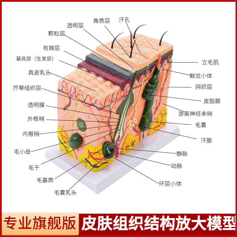 立体皮肤组织结构放大模型v层次人体构造分层解剖模具美容整形毛