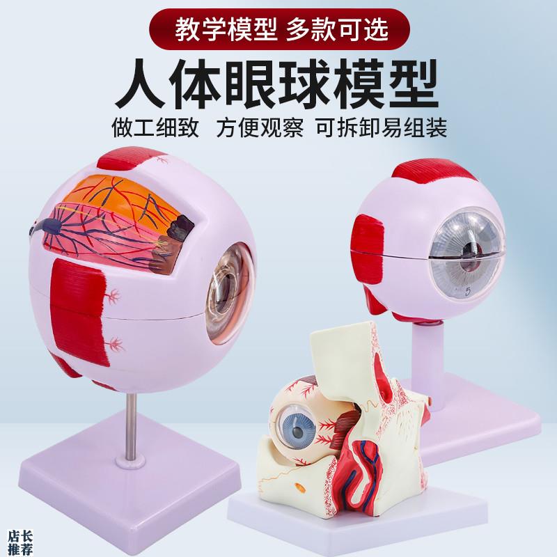 人体教学眼球解剖结构模型可x拆卸儿童仿真眼睛玩具医学眼部模型