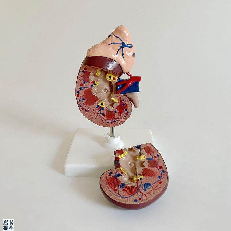 1比1肾脏模型拆卸肾上腺泌尿内分泌医用教M学肾脏动静脉血管输尿