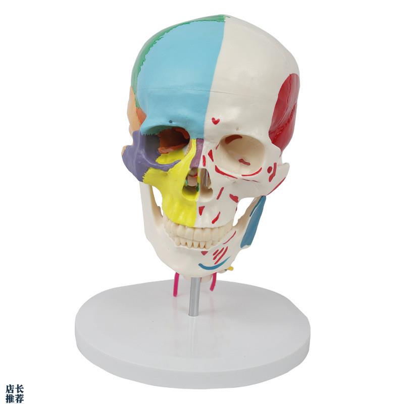 康泰模型成人颅骨色彩分离u肌肉起止点颈椎动脉神经下颌骨口腔医