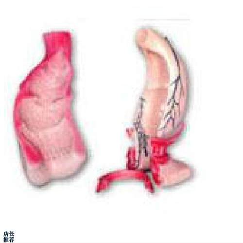 直肠和肛管模型HA12007