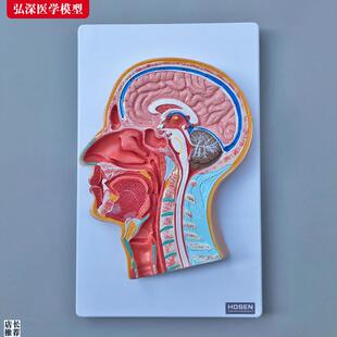 头中部切c面模型人体头部头颅内大脑鼻腔口腔咽喉解剖结构医学教