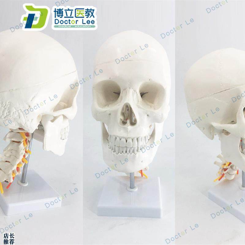 人体头骨颅骨带颈椎模型x枕骨颅骨模型骨科医患沟通神经