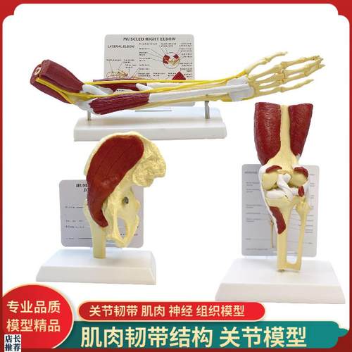 人体膝关a节上肢肌肉手臂肩关节附血管韧带骨骼模型髋关节功能结