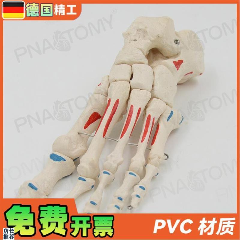 德国】人体足骨脚骨模型仿真v脚趾关节骨骼脚掌部骨骼肌肉着色活