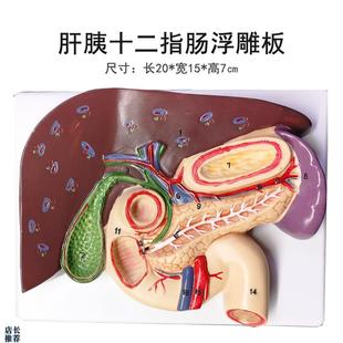 肝胆胰十二指肠胃结o构模型消化科医学胰腺十二指肠模型浮雕