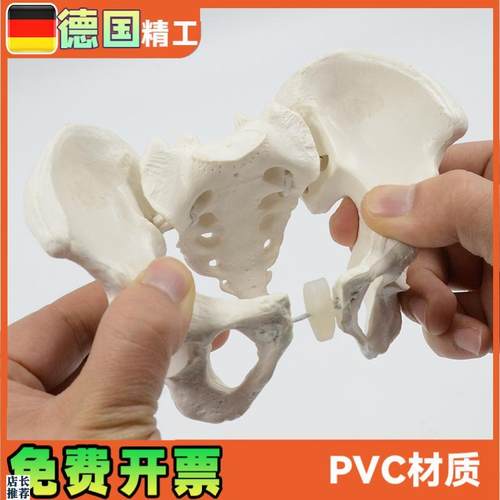 可活动骨盆模型骶骨髋骨盆骨可弯曲旋转人体骨U骼解剖康复教具