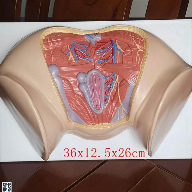 新款女性会阴模型尿生殖三角肛门生殖系统盆M腔模外阴护理保健讲