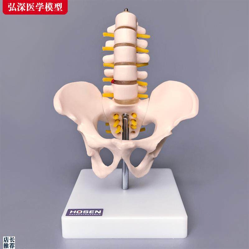骨盆模型缩小型盆骨附带五节腰椎关C节髋骨骼医学教学模具人体玩