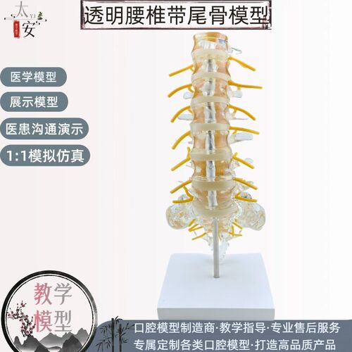 透明腰椎带尾骨椎间盘脊神经骶骨尾椎骨模型N脊椎脊柱骨科立体教