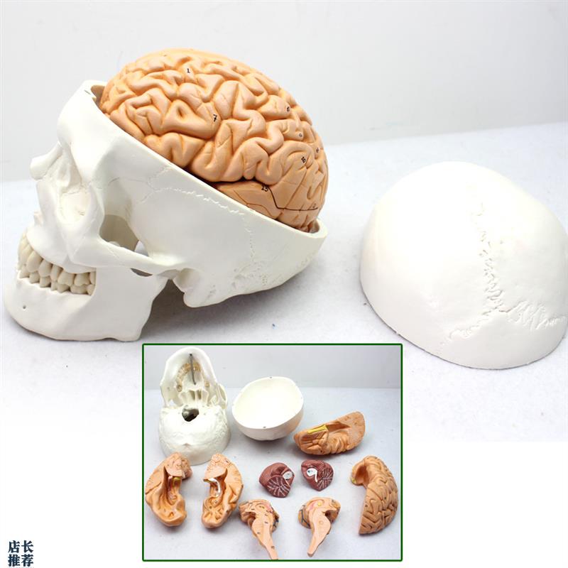 ENOVO颐诺医学人体头颅骨大脑模型头骨模型1:S1颅脑模型解剖大