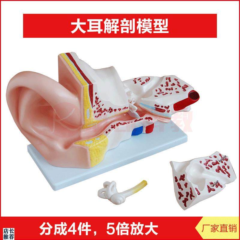 大耳解剖模型耳朵内o部构造示教学模具外耳中耳内耳平衡器官