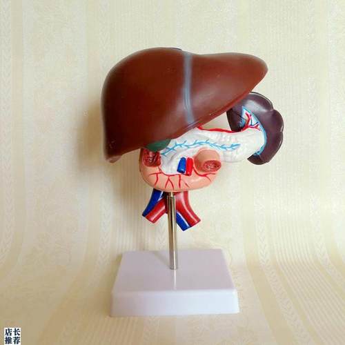 人体肝脏c十二指肠胰腺脾脏组合模型可拆卸肝门静脉腹腔血管消化