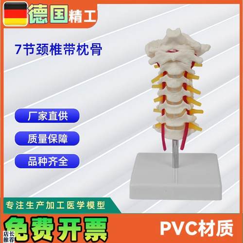 自然大7节颈椎带枕骨模z型颈椎医用教具教学模型直销
