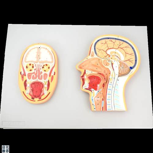 ENOVO颐诺h医学头部正中切面额切面模型正中矢状位断层标本人体断