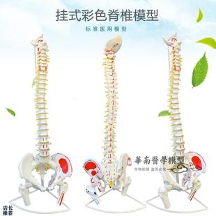 医用人体脊柱模型j人体骨骼大脊椎成人1:1带颈椎胸椎尾椎椎骨骨盆
