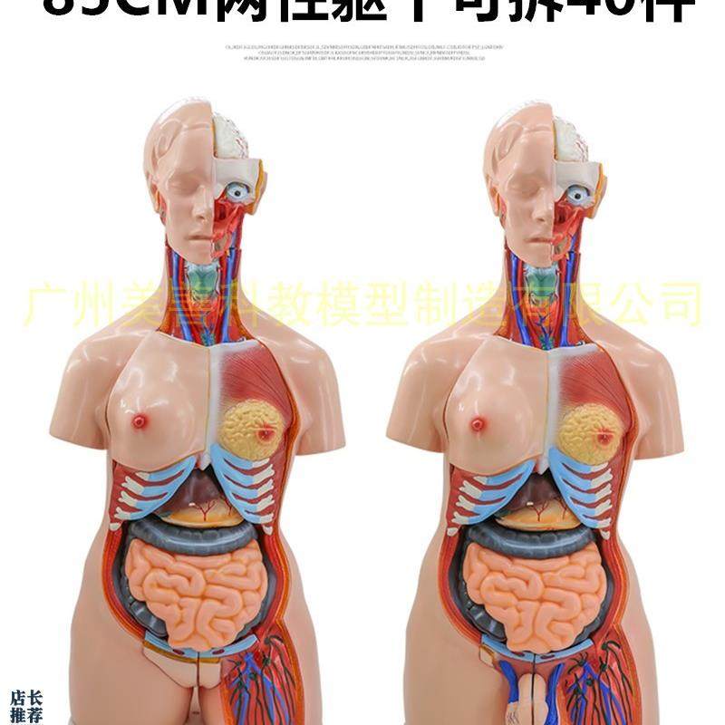 85cmb两性躯干模型器官互换可拆40件人体解剖模型医学教具