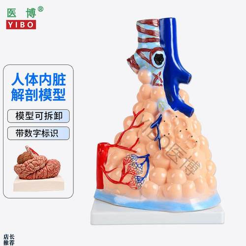 医博人体内脏解刨模型胃解刨模s型可拆卸肺解刨模型人体消化系统