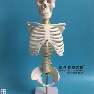 45CM人体脊柱模具脊r椎骨颈椎模型胸椎结构腰椎间盘关节骨头骨架