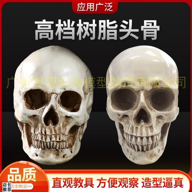 美术素描艺用头h骨绘画模型人体头骨模型树脂骷髅头办公摆件工艺