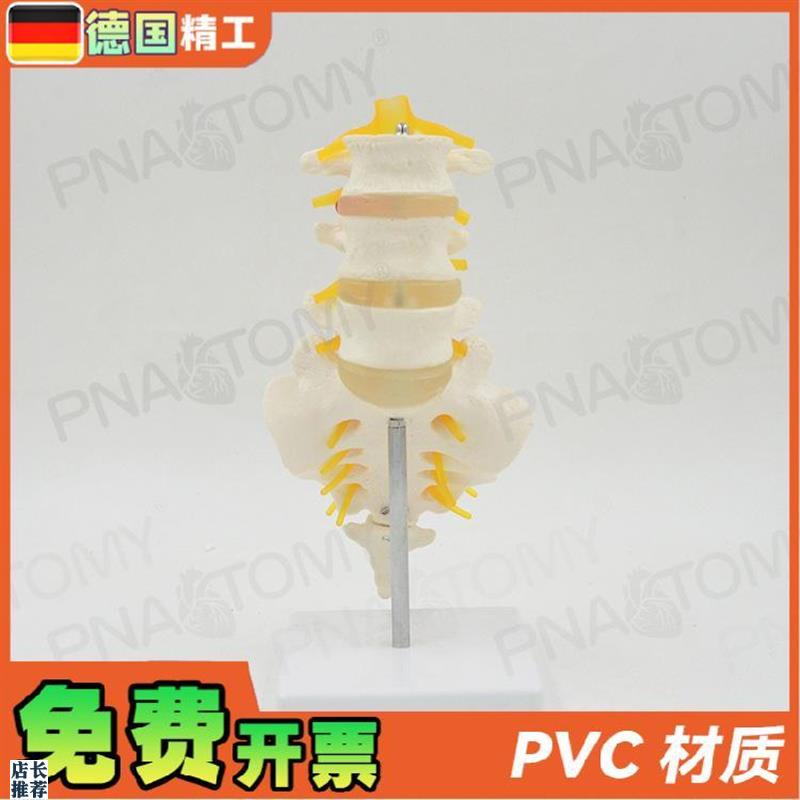 德国】11人体腰椎带尾骨模型椎间盘H脊神经骶骨尾椎骨脊椎脊柱