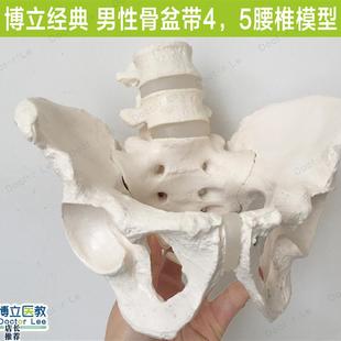 人体男性骨盆带两节腰椎t盆腔骨带4/5腰椎髋骨骶骨可拆卸腰椎