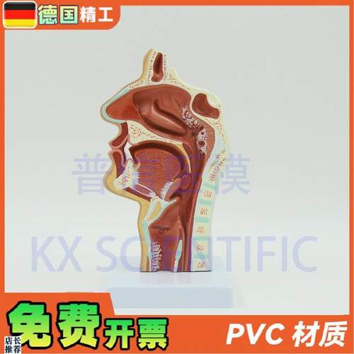 德国头部解剖病变鼻n腔口鼻咽喉内侧面血管神经病理口腔模型礼品