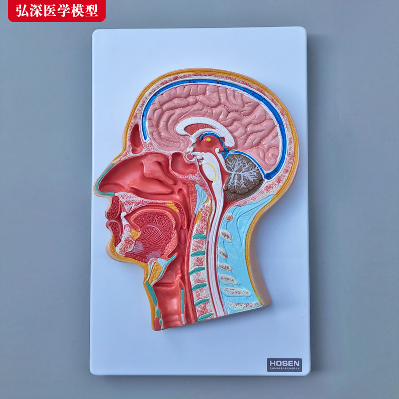 头中部切面模型人体头部头颅内大脑鼻腔口腔咽P喉解剖结构医学教