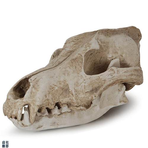 树脂骷髅头工f艺品摆件豺狼头骨万圣节道具骷颅头加拿大大灰狼标