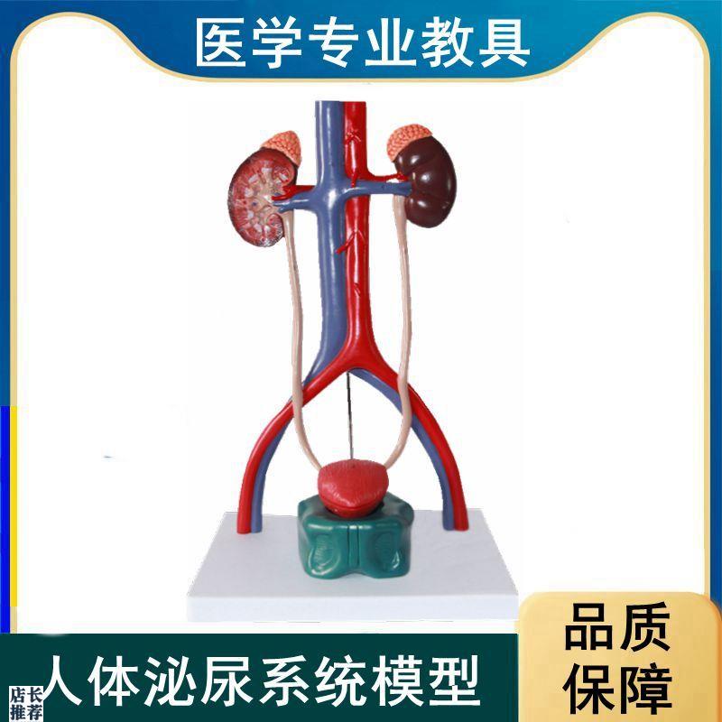 人体泌尿系统肾i脏输尿管膀胱桌上型临床医患示教医药促销科普展