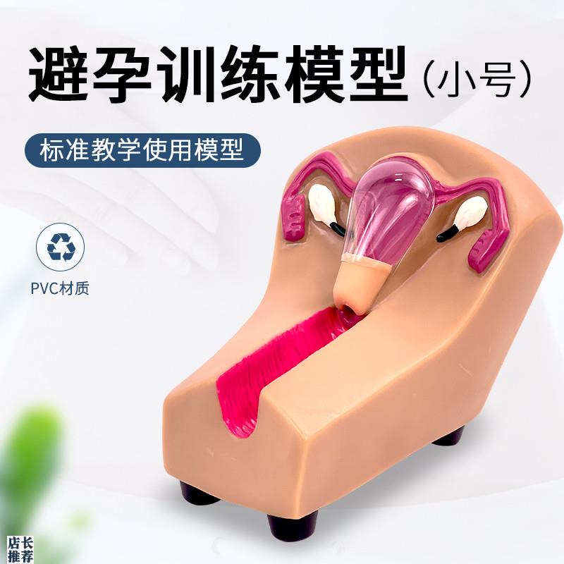 女性宫内避孕器i及训练模型子宫生殖器官教学模具上环取环练习