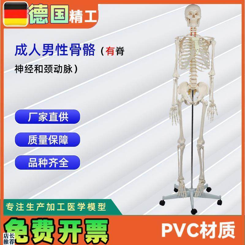 成人男性骨c骼附脊神经和颈动脉全身人体骨骼模型骨骼教学器材