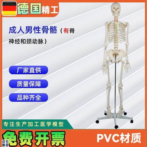 成人男性骨c骼附脊神经和颈动脉全身人体骨骼模型骨骼教学器材