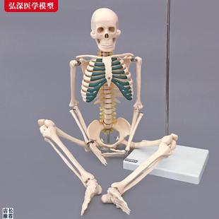 骨骼模型85CM人体全身骨架带神经椎间I盘结构展示医学教学模型骷