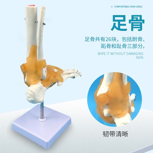 踝关节模型 仿真人体脚关节模型 D带韧带 脚骨标本模型 教用医用