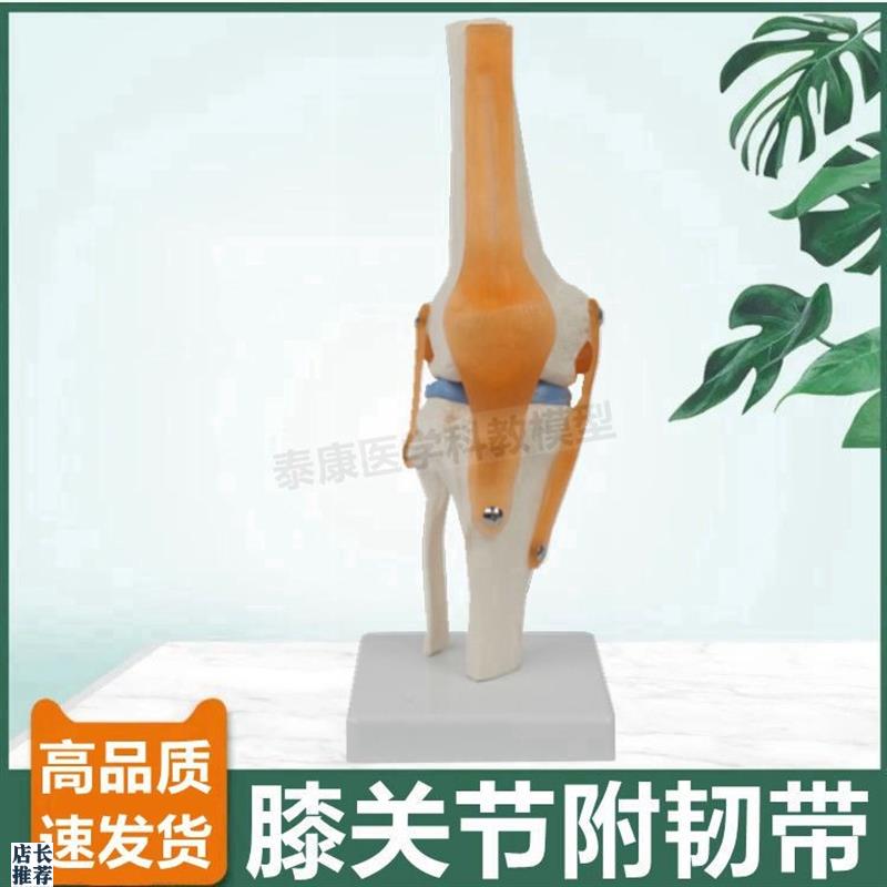 可弯曲膝关节模型伸曲活s动半月板韧带膝盖功能练习下肢腿骨脚踝