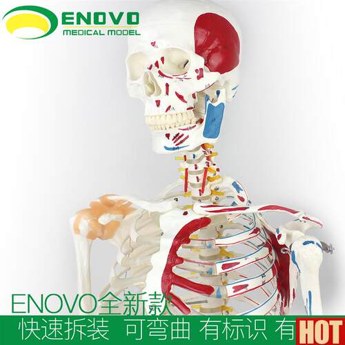 NOVO170CM骨骼肌肉模型 医学解剖教学器材 脊柱弯曲T健身瑜伽骨骼