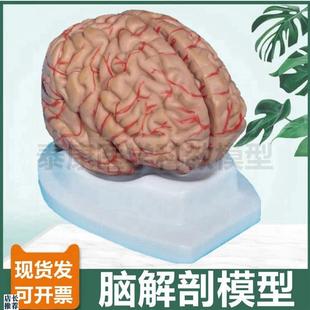 脑模型可拆卸拼装血管神经皮层功能E区科普展示卒中破裂病理神经