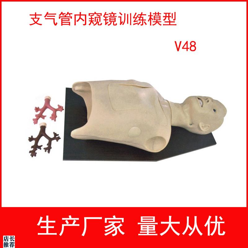支气管内b窥镜检查模型支气管镜训练模型内窥镜训练模型