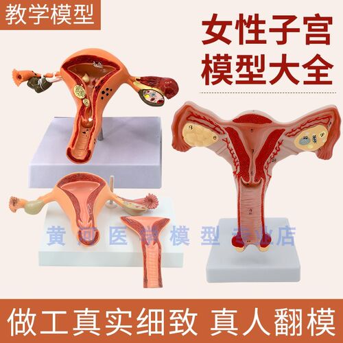 人体子宫病理卵j巢阴道女性内外生殖器官模型 生殖科妇科医学演示