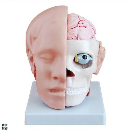 头部模型头部附h脑动脉模型颅内脑结构脑动脉解剖构造教学模型医