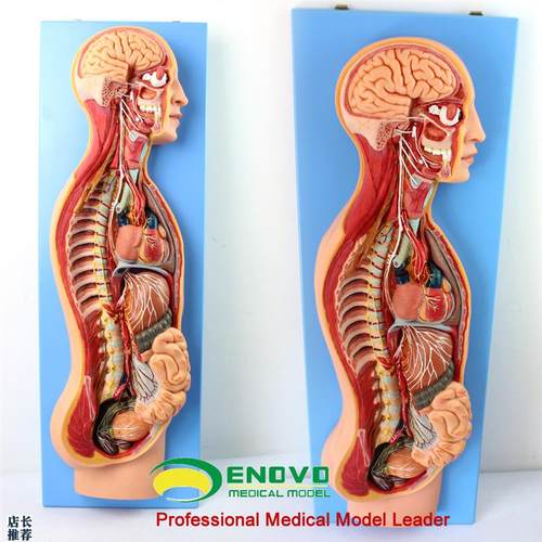 ENOVO颐诺人体医学交感神经系统模型脊柱内脏关T系胸外科解剖自主