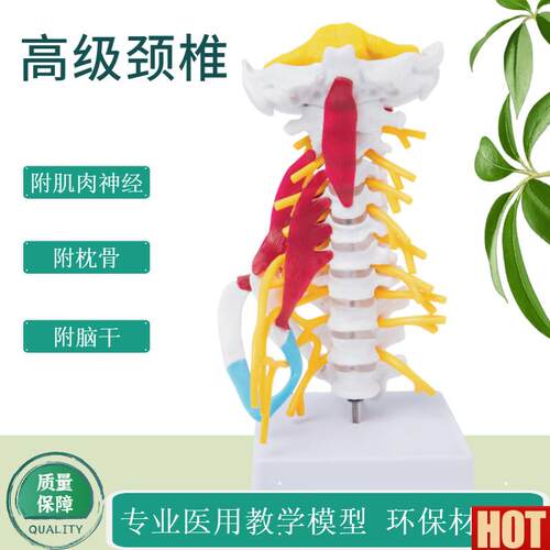级人体颈椎带神d经血管骨骼骨架模型教学医用教学讲解展示